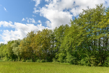 Trees along a river in spring.