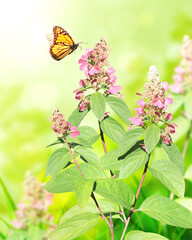 Sunny spring background with pink flower and  butterfly on flowerbed