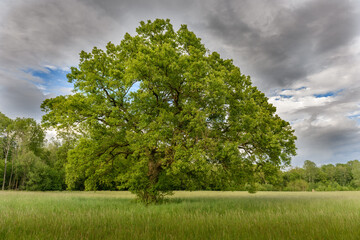 Obraz premium Large oak tree in a clearing in spring.