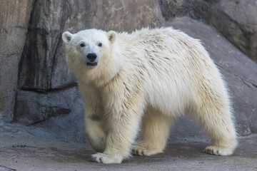 White Polar bear cub