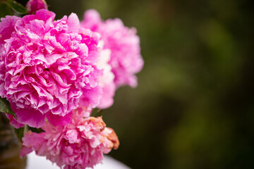 Pink peonies in the garden. Blooming pink peonies. Close up of a beautiful pink peony flower on a green garden background.