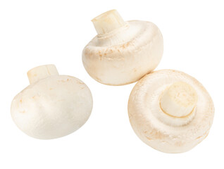 pair of small champignons isolated on white.The entire image is sharpness.