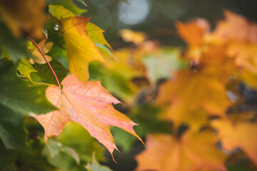 Multicolored maple leaves float in the wind. Beautiful view of bright autumn leaves in the park