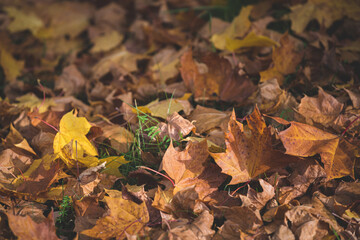 Autumn colorful leaves in the park on the ground. Maple leaves of red, yellow and green color lie on the grass.