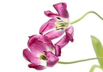 lilac tulip flower on white background