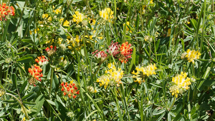 (Anthyllis vulneraria) Floraison printanière d'anthyllide vulnéraire ou thé des Alpes à fleurs papilionacées jaunes et rougeâtres en grappes au sommet de tiges