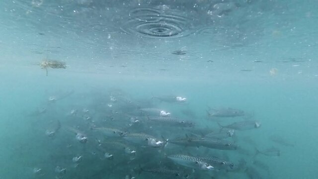Mackerel shoal swimming by in slow motion
