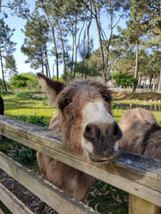 Happy donkey in the farm