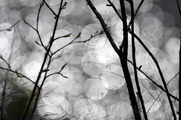 Large bokeh. Glare on the water. Branches of wild rose and willow bushes on the river bank. Black and white image.