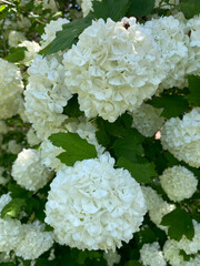 Bigleaf hydrangea in bloom closeup view with green background