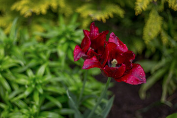 Blooming burgundy-purple tulips on a blurred plant background. Perennial flowers in the garden. Beautiful natural background. Raindrops on the petals. Juicy greens in the background.