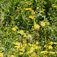 Anthyllide vulnéraire ou trèfle des sables (Anthyllis vulneraria)