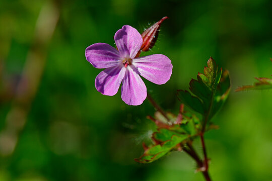 Herb-rober // Stinkender Storchschnabel, Ruprechtskraut (Geranium robertianum)