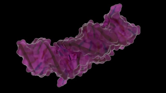 Adenine Riboswitch in Action after binding Adenine

Rotating seamless loop with Alphachannel.

PDB Entry: 5swe