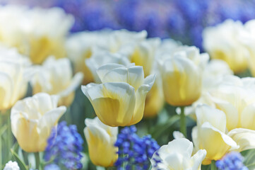 Yellow Tulips on bright background. Close up. 