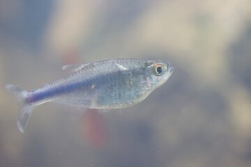 Blue tail tetra fish