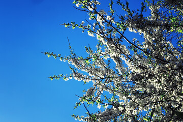 Bright spring greens at dawn in the forest. Nature comes to life in early spring.