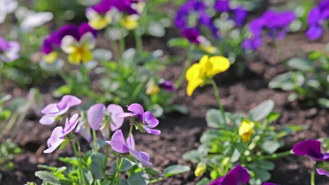 video with Viola tricolor flowers close-up