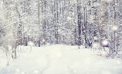 Winter forest landscape. Tall trees under snow cover. January frosty day in the park.