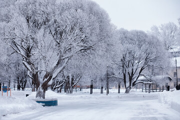 Winter forest landscape. Tall trees under snow cover. January frosty day in the park.