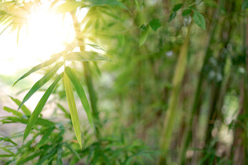 Bamboo leaves in nature and morning sunshine, background image for spa and nature