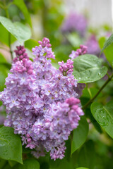 Fototapeta na wymiar flowers of lilac bushes (Syringa) after the spring May rain