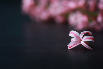 Crocus, plural crocuses or croci is a genus of flowering plants in the iris family. A single crocus, a bunch of crocuses, a meadow full of crocuses, close-up crocus. Crocus on a white background.