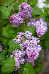 Fototapeta na wymiar flowers of lilac bushes (Syringa) after the spring May rain