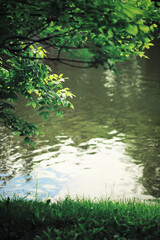 Bright spring greens at dawn in the forest. Nature comes to life in early spring.
