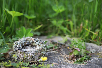 Empty bird's nest, with soft fluffy feathers. Concept of a warm comfortable home