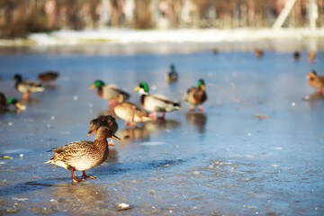 Ducks on the lake in winter, a flock of ducks is preparing to fly to warm countries, wild ducks winter on a warm pond, many birds on the pond
