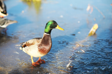 Ducks on the lake in winter, a flock of ducks is preparing to fly to warm countries, wild ducks winter on a warm pond, many birds on the pond