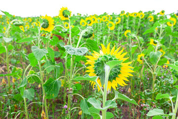 Field of sunflower . Yellow agriculture flowers