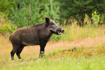 Smiling female of wild boar, sus scrofa standing in the forest with mouth open. Wet swine standing...