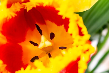 Fototapeta na wymiar A parts of beautiful Red and yellow tulip on blurred background.