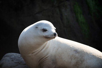 Closeup of antarctic seal. Fur Seal in the sand portrait. Sea lion, fur seal colony resting on the...