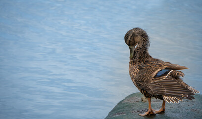 Mallard Duck Preening Beside the Lake With Copy Space