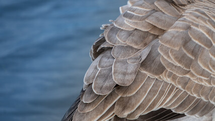 Close Up Goose Feathers by Lake with Copy Space, Selective Focus