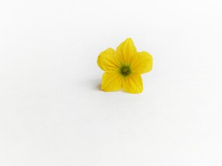 yellow muskmelon flower isolated on white background