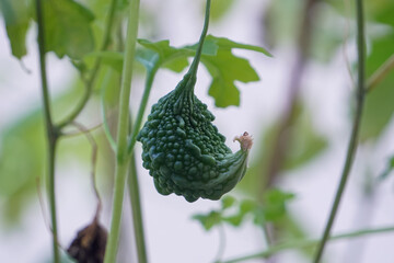 Close up of the green bitter gourd on the tree.