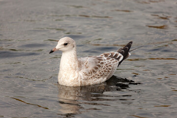seagull close up