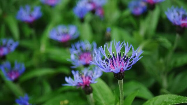 natural background close up of blooming mountain cornflower next to blurred blue-purple flowers, selective focus.