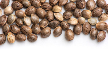 cannabis seeds on white background, close up of hemp seeds for planting agriculture herbal medicine, marijuana seed
