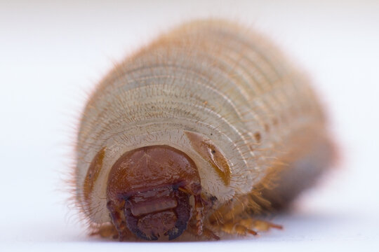 Detail of larva of phyllophaga - may beetles
