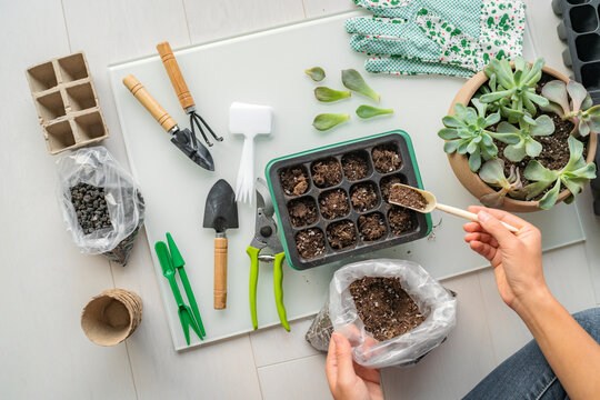 Home gardening seedling growing tray plant propagation for summer indoor garden. Woman using garden tools inside apartment.