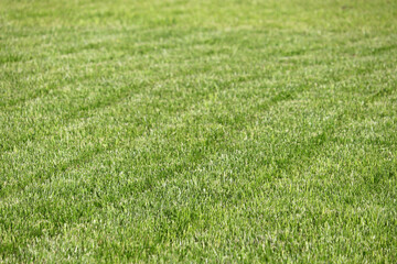 Mowed lawn with green grass, selective focus. Summer nature background, meadow texture