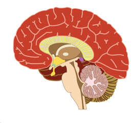 Human brain anatomy 3d vector illustration on white background. Cartoon Version