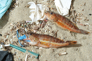 Mediterranean perch fish dead eating plastic rubber disposal glove waste on a debris contaminated...