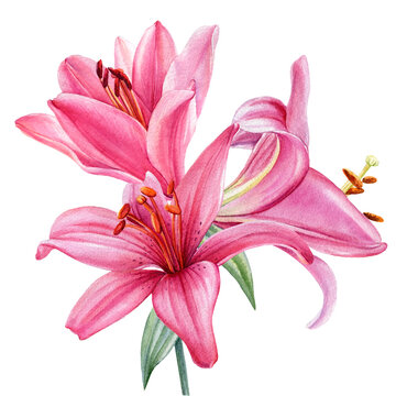 Watercolor pink flowers, bouquet lilies on white background, botanical illustration