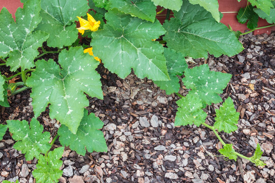 young winter squash plant growing in organic vegetable garden with bark mulch and copy space